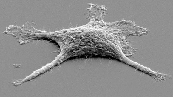 Crean una célula ´zombi´ más resistente que las vivas