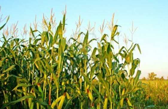 Científicos argentinos descubren una proteína que permite a las plantas ser resistentes a las sequías