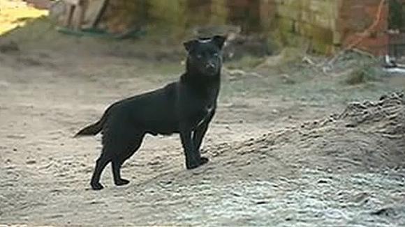 Un perro salva la vida de una niña de 3,5 años de edad