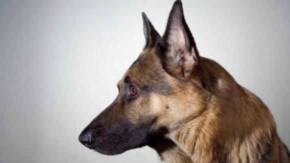 Un perro pastor salva a su dueña en un intento de suicidio.