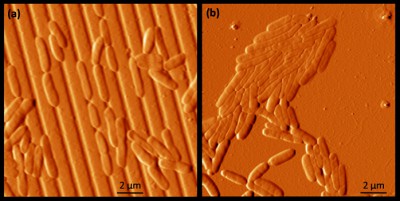 Investigadores Argentinos desarrollan superficies que “desarman” las comunidades de bacterias