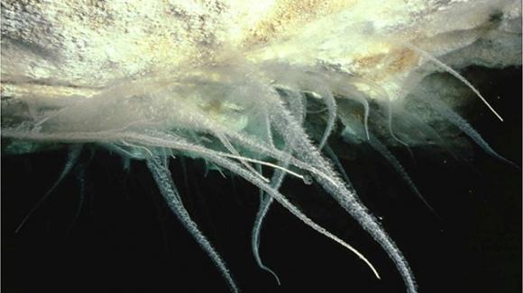 Australia, a la caza de los microbios ´alien´ que no salen de su cueva