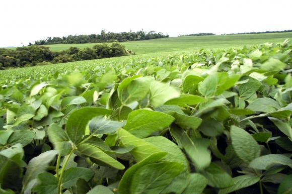 En la venta de soja argentina, gana el que más mercadería puede ofrecer