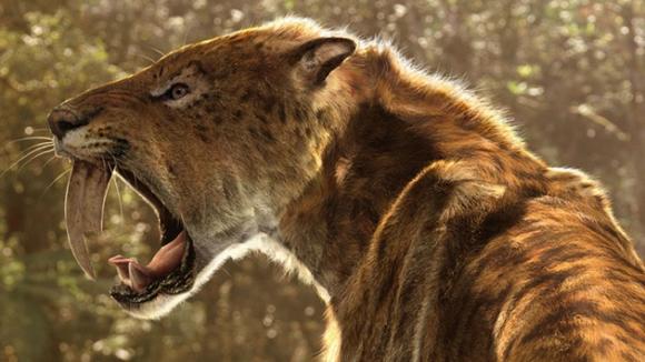 Estudio: Los felinos con dientes de sable provienen de América, no de Europa