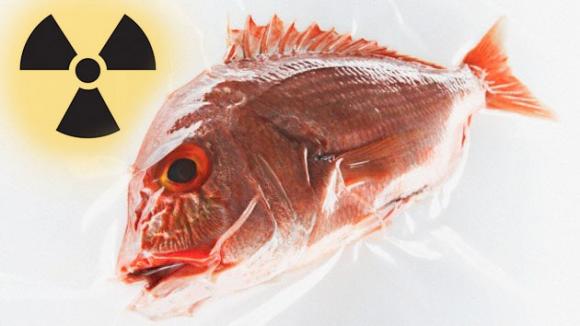 Hallan en Fukushima un pez con un nivel de radiactividad 7000 veces superior a la norma