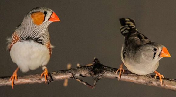 Investigadores Argentinos describen en pájaros cómo el cerebro controla el canto  Investigadores de Exactas-UBA pusieron a prueba en pájaros un modelo