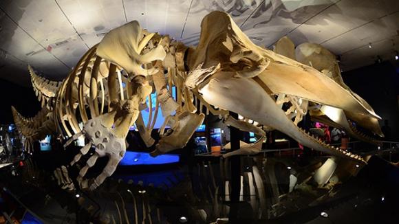 La ballena pasa de cuatro patas a cero en 40 millones de años