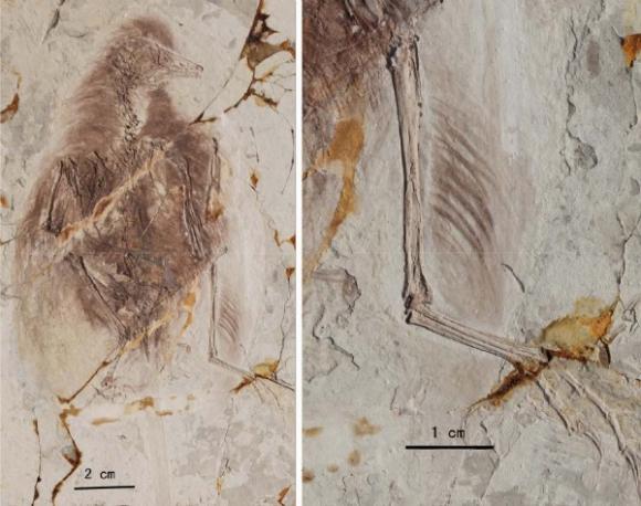 Aves prehistóricas en el período jurásico volaban con cuatro alas