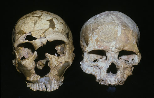 Cerebros de neandertales eran más desarrollados para la visión y el movimiento