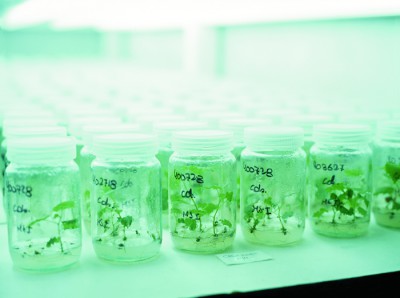 Científicos Argentinos desarrollan un innovador método de “micropropagación”, con ello obtienen un desarrollo uniforme de las vides y logran aumentar 