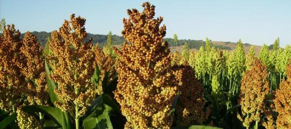 Investigadores Argentinos desarrollan snacks de sorgo, más nutritivos y aptos para celíacos