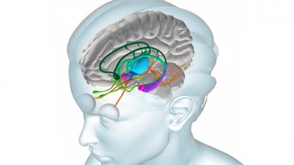 Obama lanza un ambicioso proyecto de exploración del cerebro humano