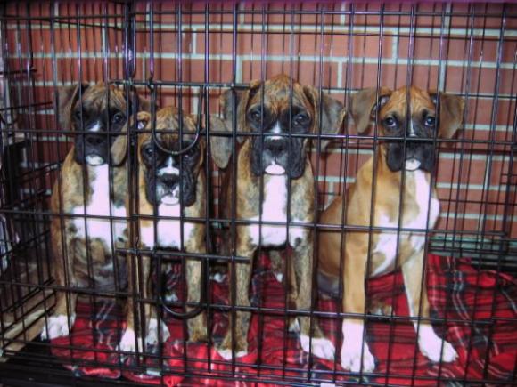 MUEREN AHOGADOS GRAN CANTIDAD DE CACHORROS DE UN CRIADERO CLANDESTINO.