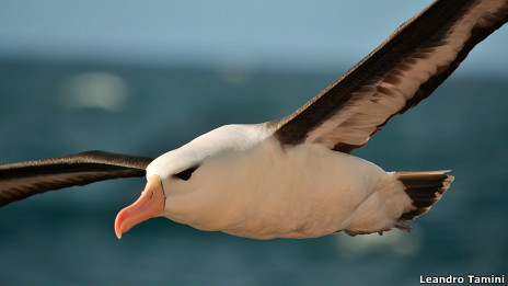 Un invento argentino para salvar al albatros