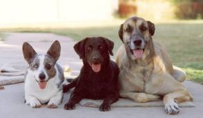Perros héroes que salvan a la gente