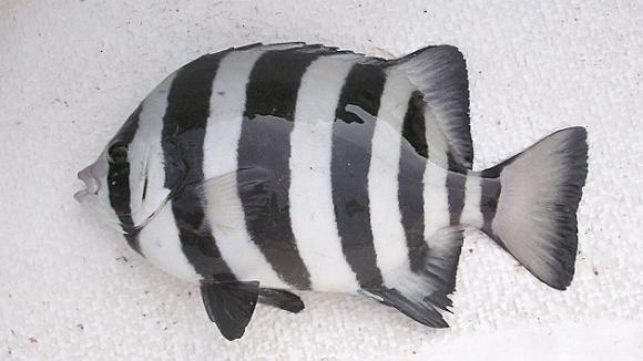 Un pez ´superviviente´ del tsunami japonés llega a EE.UU. en un barco naufragado