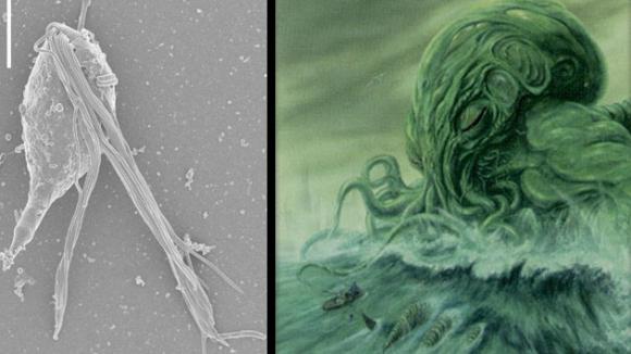 Video: Descubren a ´dos personajes de Lovecraft´ en las entrañas de una termita