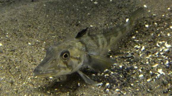 Tokio presenta pez con sangre transparente único en el mundo