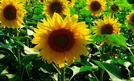 Científicos argentinos desarrollan un inoculante que aumenta la producción de girasol