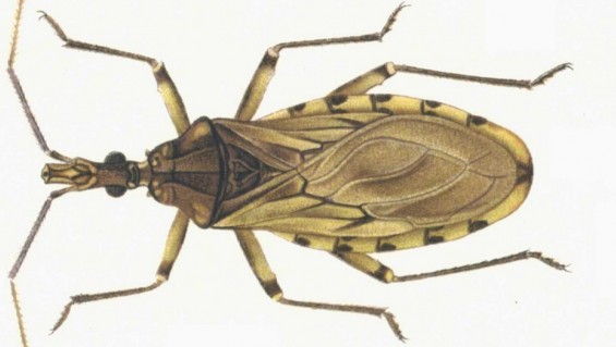 Medicamento Argentino conta el mal de Chagas se utilizará en toda América