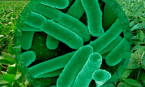 Científicos Argentinos identifican el genoma de dos rizobacterias claves en inoculantes