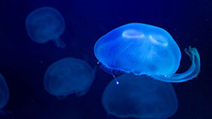 ¿Cómo se reproducen las medusas?