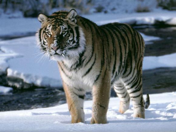 10 Curiosidades del tigre
