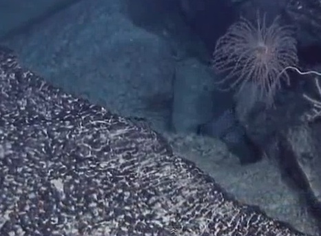 Descubren restos de continente hundido en el Atlántico Sur