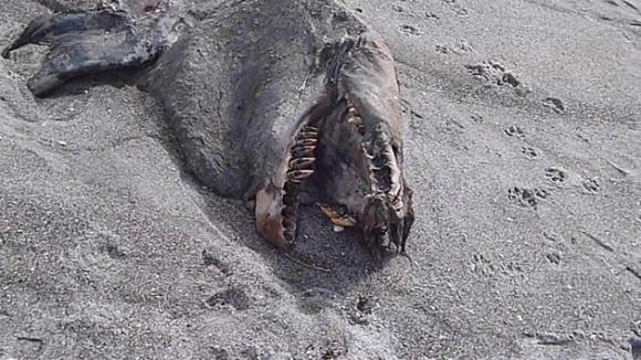 Video: Aparece una monstruosa criatura en una playa de Nueva Zelanda