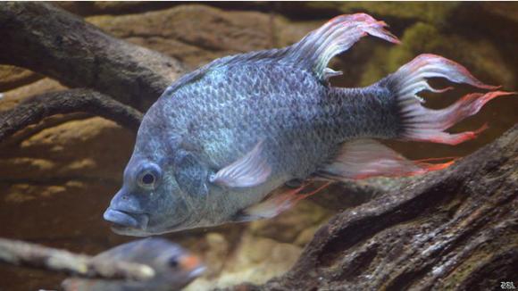 Pez ¨feo y viejo¨ busca pareja desesperadamente