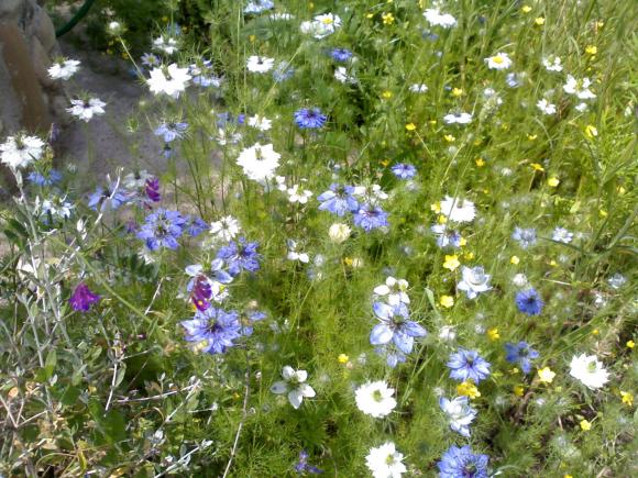 Si no detienen el calentamiento global morirán la mitad de las plantas y animales en 2080, dice estudio