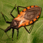 Investigadores Argentinos trabajan en un prototipo de vacuna oral contra chagas