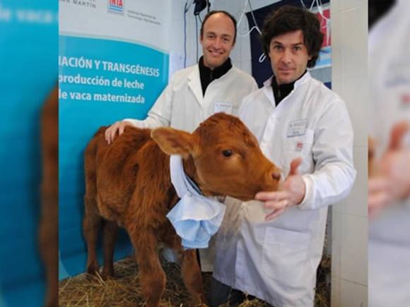 Logran en Argentina producir insulina humana a partir de leche de vaca
