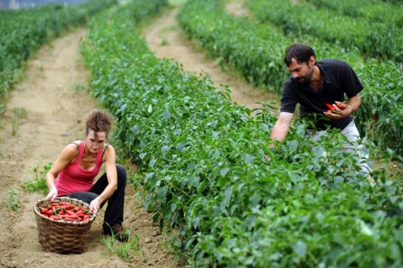 Estudio sugiere que las plantas podrían oírse entre ellas