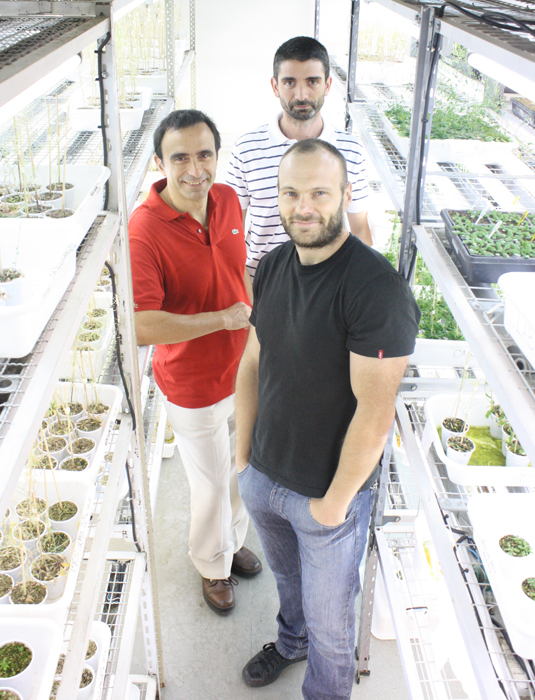 Investigadores Argentinos identifican un factor que organiza el crecimiento de las plantas