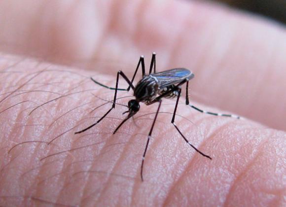 Científicos Argentinos identifican nuevos blancos terapéuticos para frenar al virus del dengue