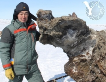 Descubren gran parte de mamut perfectamente conservado en islas al norte de Siberia
