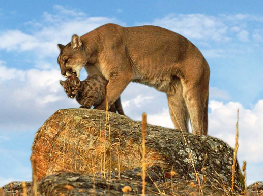 ¡NO! a la Mega Minería a Cielo Abierto en la Reserva San Guillermo.