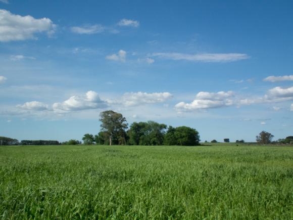 CAMPO 30 HA. AGRICOLA/GANADERO PROXIMO A CAPILLA DEL SEÑOR