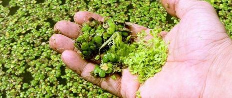 Investigadores Argentinos desarrollan un novedoso tratamiento de efluentes cloacales