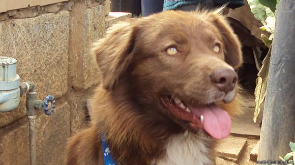 Un perro muy afortunado