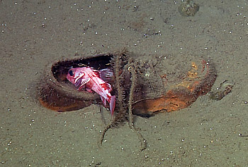 ¿Qué basura se tira al mar Pacífico?