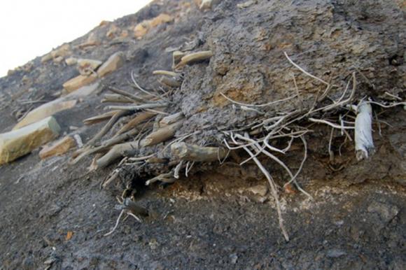 Plantas de 400 años de edad, vuelven a la vida