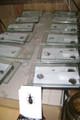 Científicos Argentinos desarrollan una trampa de olor simple y eficiente que atrae a las vinchucas