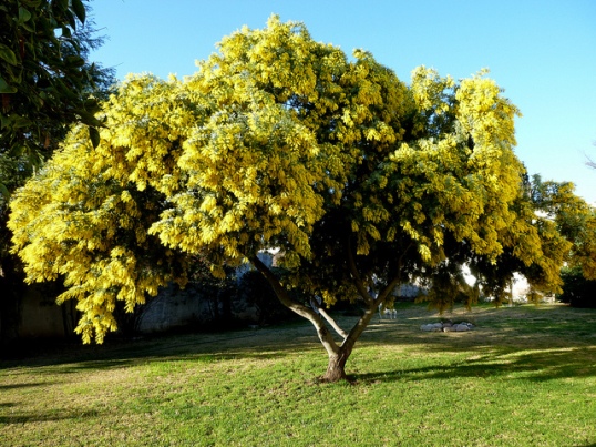 El aromo