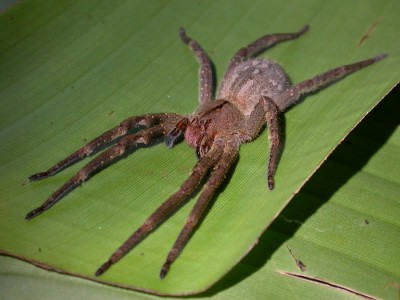 Antiveneno argentino contra la araña de los bananeros