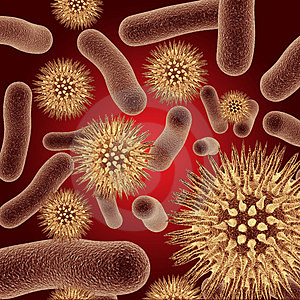 Descubierta el ‘ancla’ de una bifidobacteria que favorece la digestión