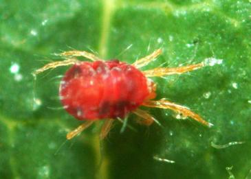 Un modelo matemático para salvar los cítricos valencianos de la ´arañita roja´