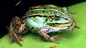 Científicos Argentinos estudian a determinados anfibios que ayudan a combatir el Alzheimer