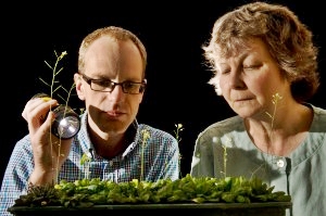 Plantas “hacen matemáticas” para seguir con vida, según estudio